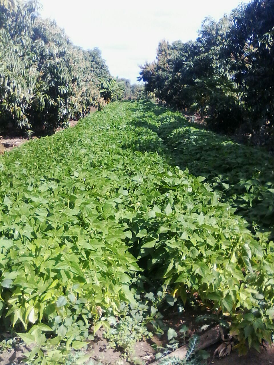Sustentabilidade e Agronegócio - Mucatine